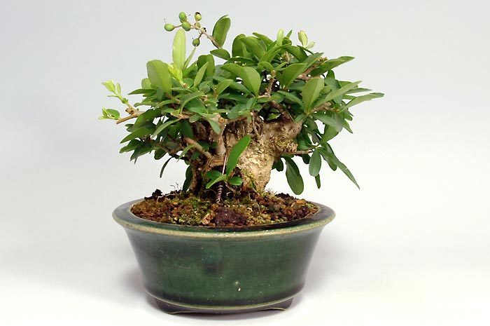 ミニ盆栽・イボタノキP-1（いぼたのき・水蝋の木）実もの盆栽を裏側から見た景色・Ligustrum obtusifolium bonsai