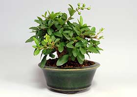 イボタノキP（いぼたのき・水蝋の木）実もの盆栽の成長記録-1・Ligustrum obtusifolium bonsai