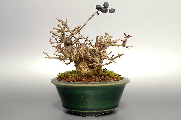 イボタノキP-2（いぼたのき・水蝋の木）実もの盆栽の販売と育て方・作り方・Ligustrum obtusifolium bonsai