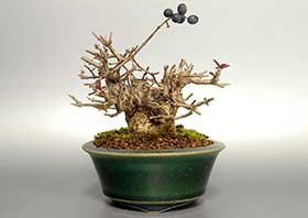 イボタノキP（いぼたのき・水蝋の木）実もの盆栽の成長記録-2・Ligustrum obtusifolium bonsai