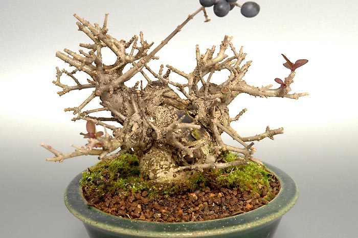 ミニ盆栽・イボタノキP-2（いぼたのき・水蝋の木）実もの盆栽を左側から見た景色・Ligustrum obtusifolium bonsai