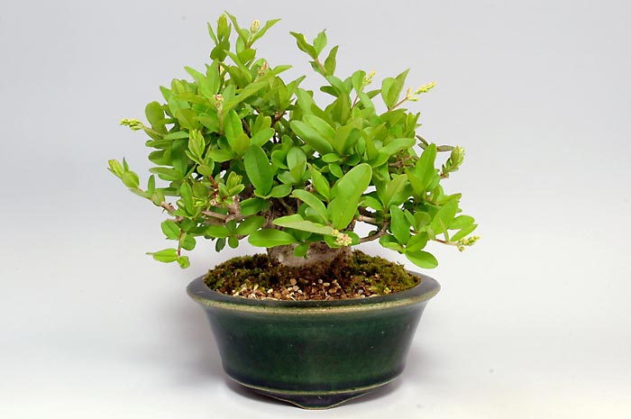イボタノキP（いぼたのき・水蝋の木）実もの盆栽の販売と育て方・作り方・Ligustrum obtusifolium bonsai