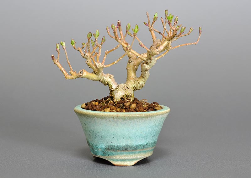 イボタノキ-P1（いぼたのき・水蝋の木）実もの盆栽の販売と育て方・作り方・Ligustrum obtusifolium bonsai