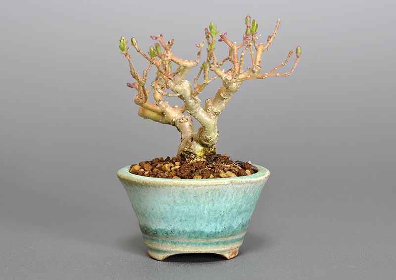 イボタノキ-P1（いぼたのき・水蝋の木）実もの盆栽を右側から見た景色・Ligustrum obtusifolium bonsai