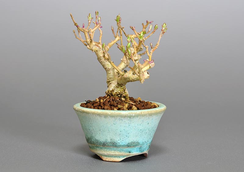 イボタノキ-P1（いぼたのき・水蝋の木）実もの盆栽を左側から見た景色・Ligustrum obtusifolium bonsai