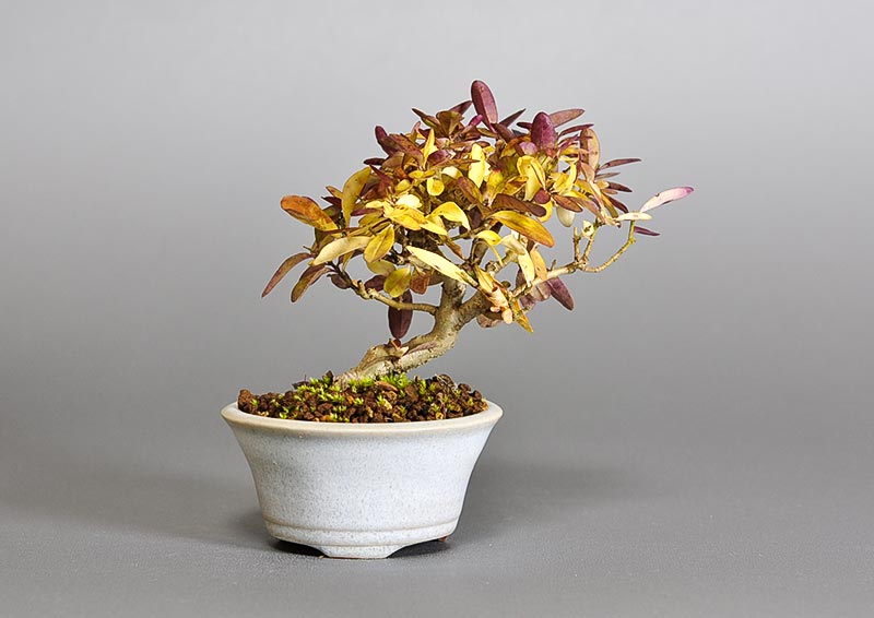 イボタノキ-R1（いぼたのき・水蝋の木）実もの盆栽の販売と育て方・作り方・Ligustrum obtusifolium bonsai