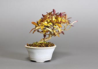 イボタノキ-R1（水蝋の木盆栽）Ligustrum obtusifolium bonsaiの販売・通販店｜Bonsai trees Shop