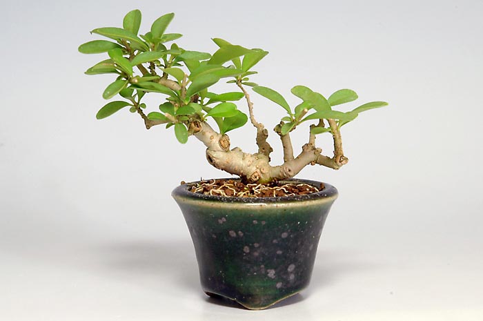 イボタノキS（いぼたのき・水蝋の木）実もの盆栽の販売と育て方・作り方・Ligustrum obtusifolium bonsai