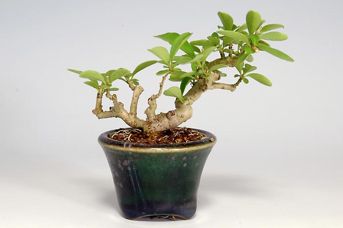 豆盆栽・イボタノキS（いぼたのき・水蝋の木）実もの盆栽を裏側から見た景色・Ligustrum obtusifolium bonsai