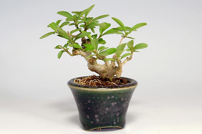 豆盆栽・イボタノキS（いぼたのき・水蝋の木）実もの盆栽を右側から見た景色・Ligustrum obtusifolium bonsai
