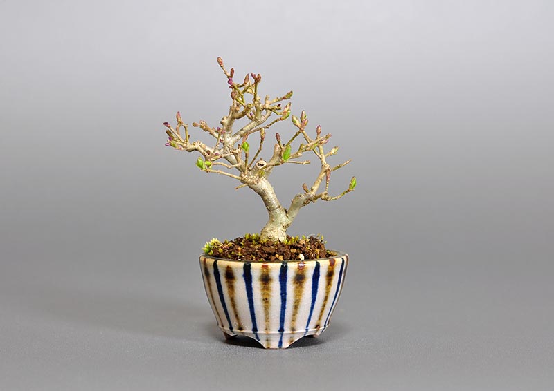 イボタノキ-S1（いぼたのき・水蝋の木）実もの盆栽の販売と育て方・作り方・Ligustrum obtusifolium bonsai