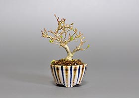 イボタノキ-S1（水蝋の木盆栽）Ligustrum obtusifolium bonsaiの販売・通販店｜Bonsai trees Shop