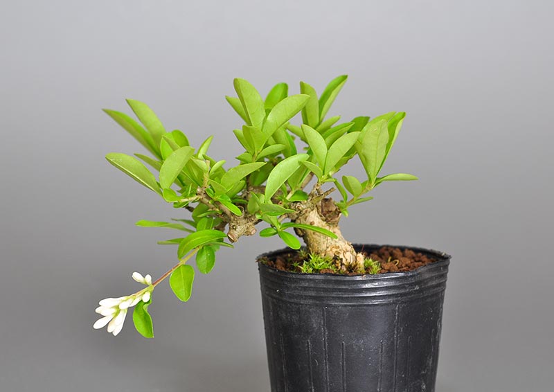 イボタノキ-T1（いぼたのき・水蝋の木）実もの盆栽の販売と育て方・作り方・Ligustrum obtusifolium bonsai