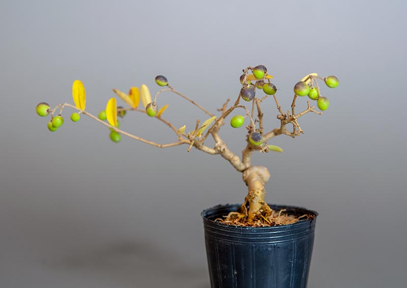 イボタノキ-U1（いぼたのき・水蝋の木）実もの盆栽の販売と育て方・作り方・Ligustrum obtusifolium bonsai