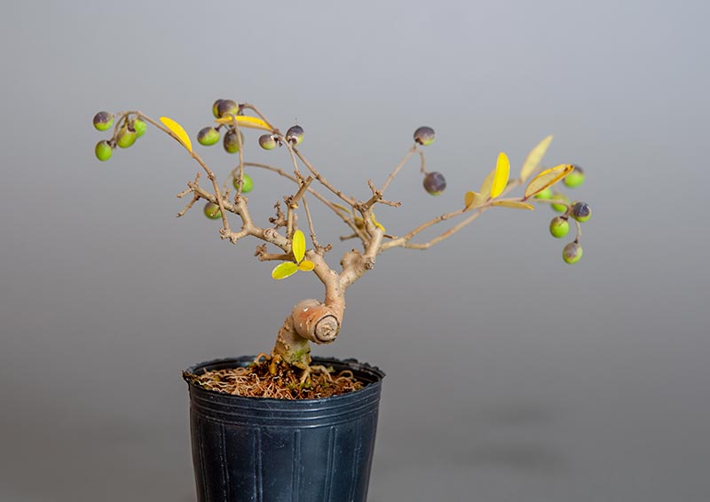 ミニ盆栽・イボタノキ-U1（いぼたのき・水蝋の木）実もの盆栽を裏側から見た景色・Ligustrum obtusifolium bonsai