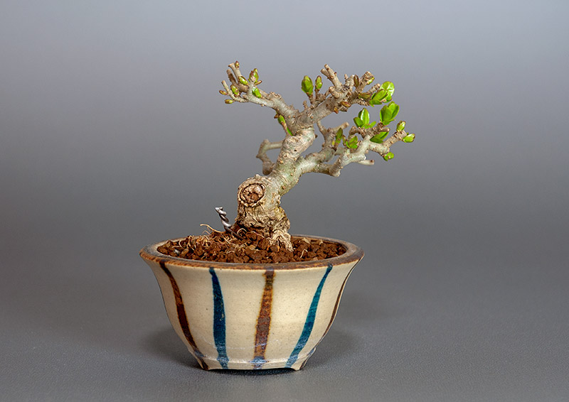 イボタノキ-V1（いぼたのき・水蝋の木）実もの盆栽を裏側から見た景色・Ligustrum obtusifolium bonsai