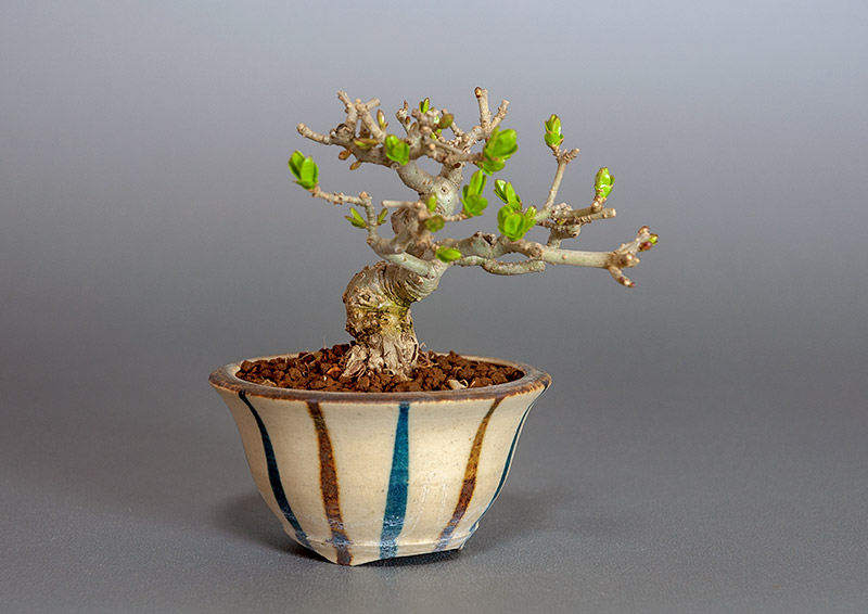 イボタノキ-V1（いぼたのき・水蝋の木）実もの盆栽を左側から見た景色・Ligustrum obtusifolium bonsai