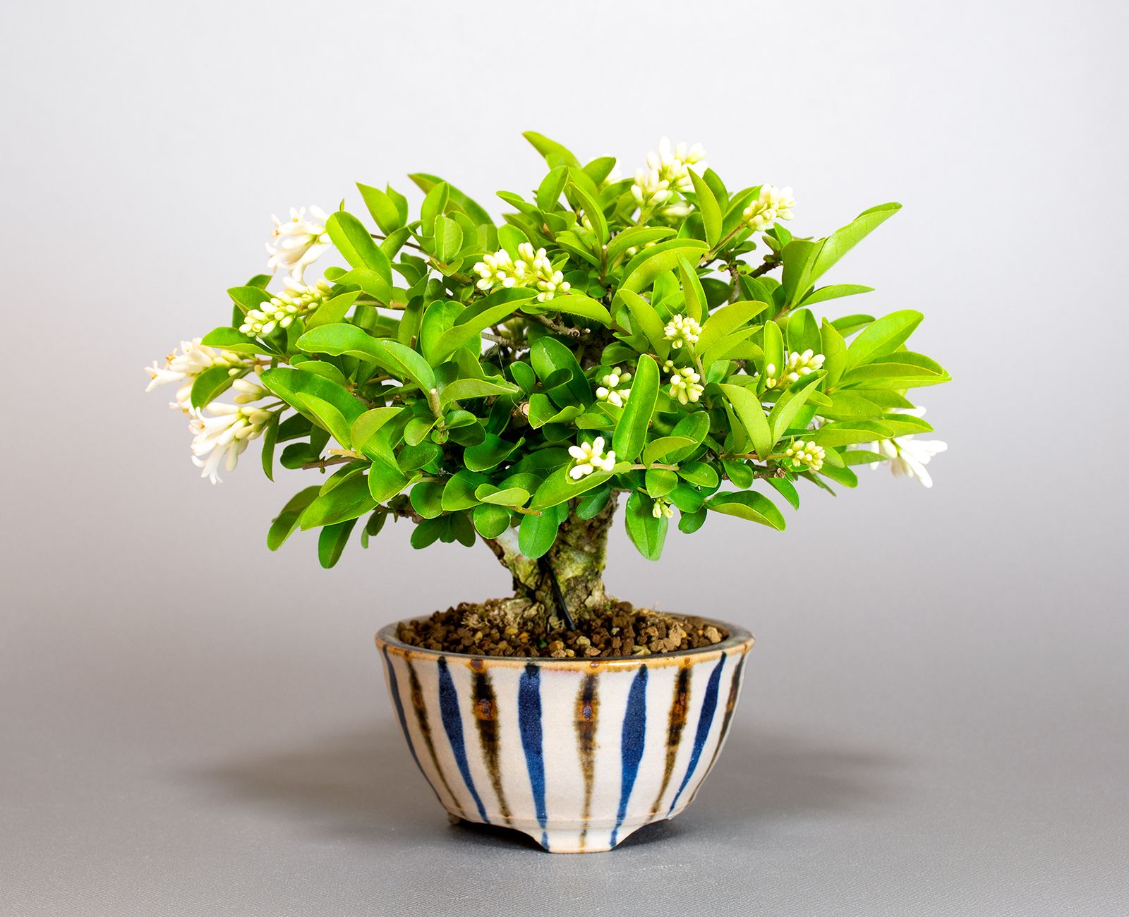イボタノキ-W1（いぼたのき・水蝋の木）実もの盆栽の販売と育て方・作り方・Ligustrum obtusifolium bonsai