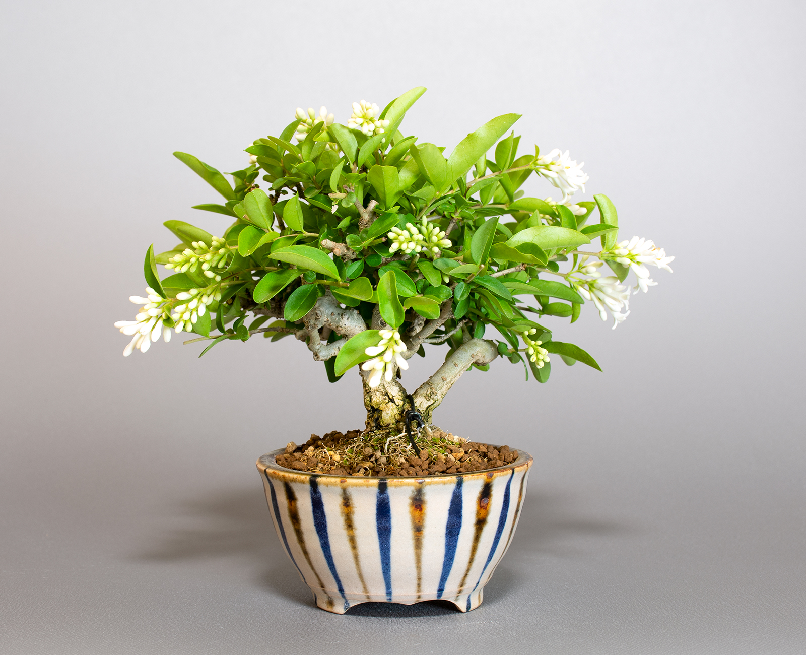 イボタノキ-W1（いぼたのき・水蝋の木）実もの盆栽を裏側から見た景色・Ligustrum obtusifolium bonsai