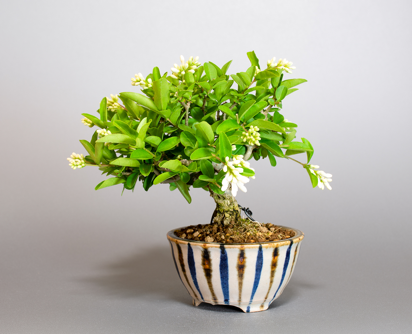 イボタノキ-W1（いぼたのき・水蝋の木）実もの盆栽を右側から見た景色・Ligustrum obtusifolium bonsai