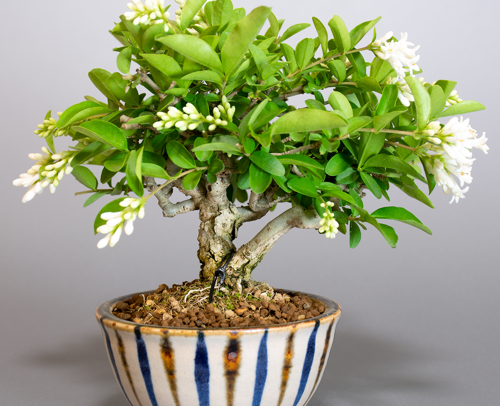 イボタノキ-W1（いぼたのき・水蝋の木）実もの盆栽を拡大して見た景色・Ligustrum obtusifolium bonsai