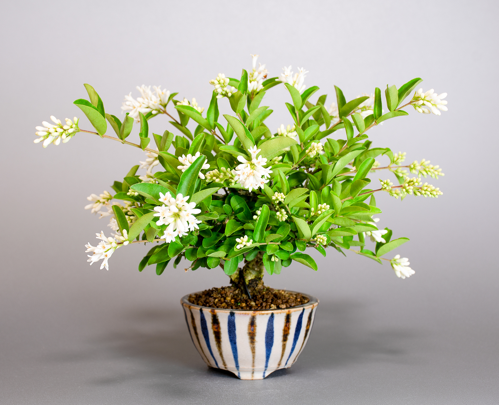 イボタノキ-W1（いぼたのき・水蝋の木）実もの盆栽の選定前の景色・Ligustrum obtusifolium bonsai