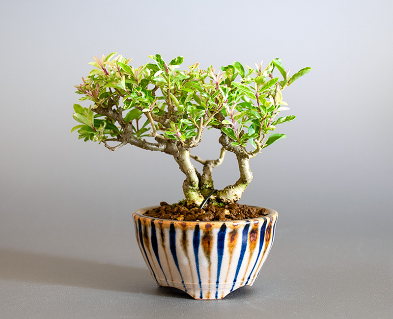 イボタノキ-X1（いぼたのき・水蝋の木）水蝋の木の販売と育て方・作り方・Ligustrum obtusifolium bonsai