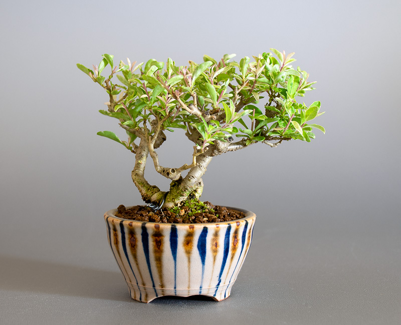 イボタノキ-X1(いぼたのき・水蝋の木)実ものを裏側から見た景色・Ligustrum obtusifolium bonsai
