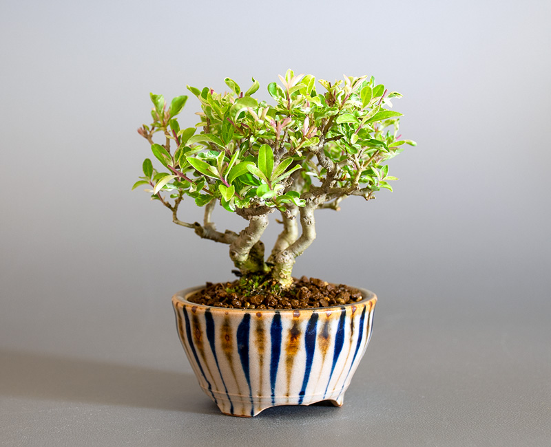 イボタノキ-X1（いぼたのき・水蝋の木）実ものを左側から見た景色・Ligustrum obtusifolium bonsai