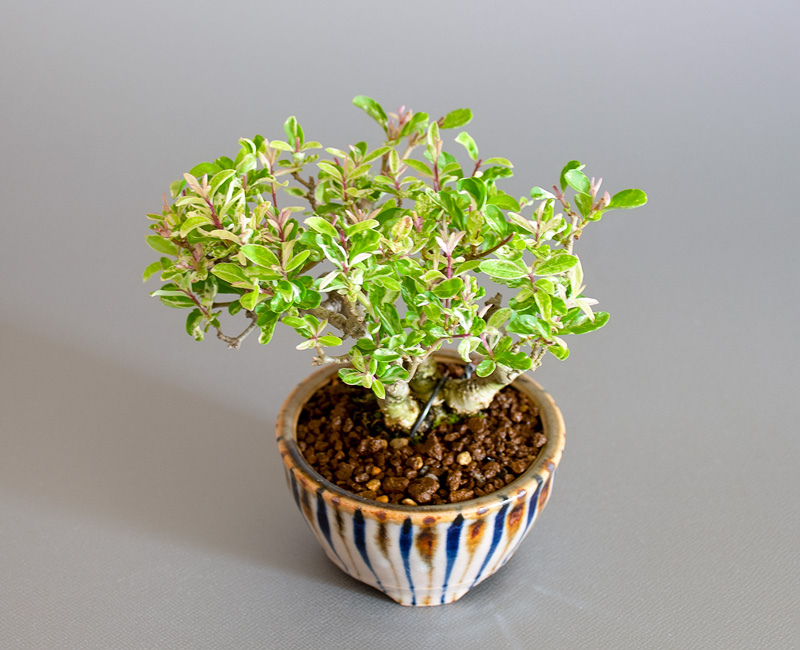 イボタノキ-X1(いぼたのき・水蝋の木)実ものを上側から見た景色・Ligustrum obtusifolium bonsai