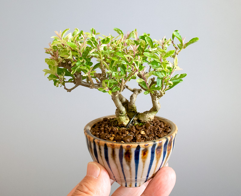 イボタノキ-X1(いぼたのき・水蝋の木)実ものの手乗りの景色・Ligustrum obtusifolium bonsai