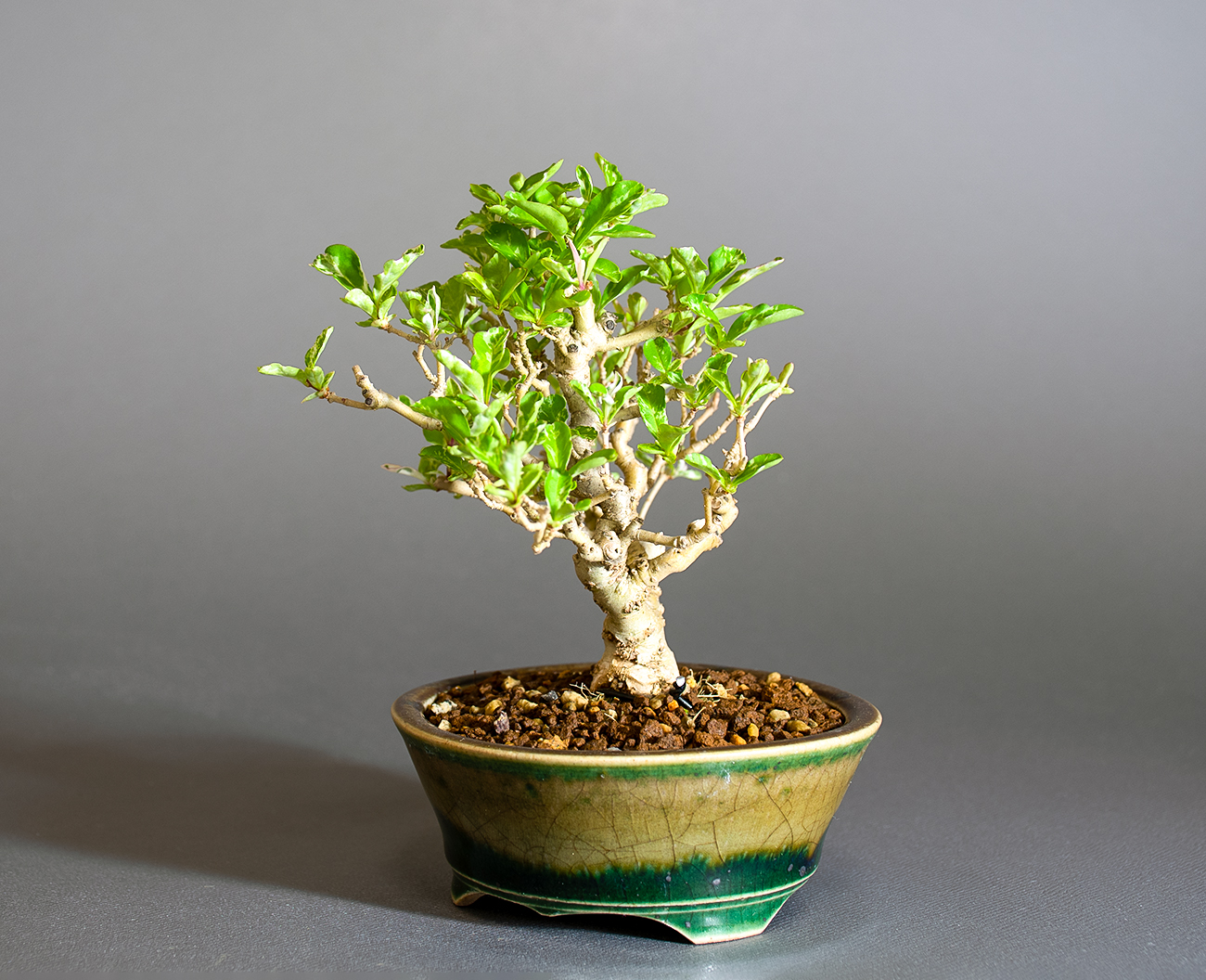 イボタノキ-Y1（いぼたのき・水蝋の木）実もの盆栽を右側から見た景色・Ligustrum obtusifolium bonsai