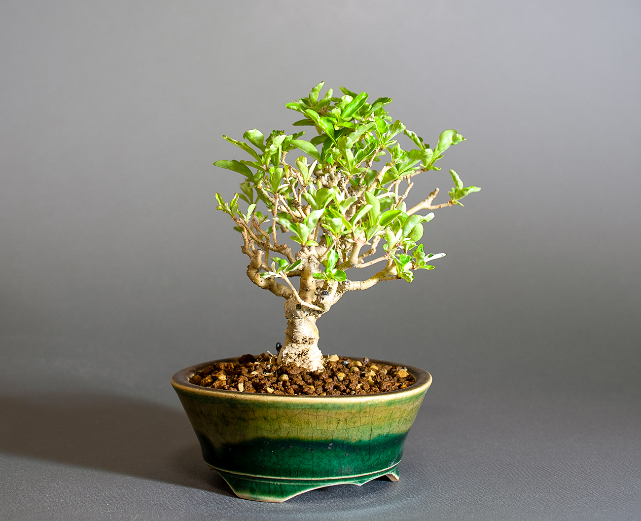 イボタノキ-Y1（いぼたのき・水蝋の木）実もの盆栽を左側から見た景色・Ligustrum obtusifolium bonsai