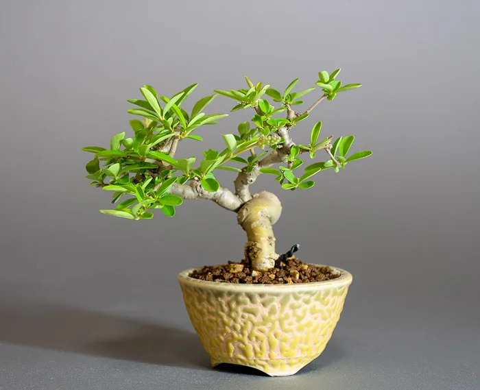 イボタノキ-Z1（いぼたのき・水蝋の木）実もの盆栽を右側から見た景色・Ligustrum obtusifolium bonsai