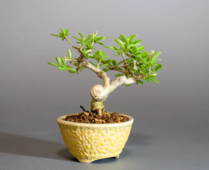 イボタノキ-Z1（いぼたのき・水蝋の木）実もの盆栽を左側から見た景色・Ligustrum obtusifolium bonsai