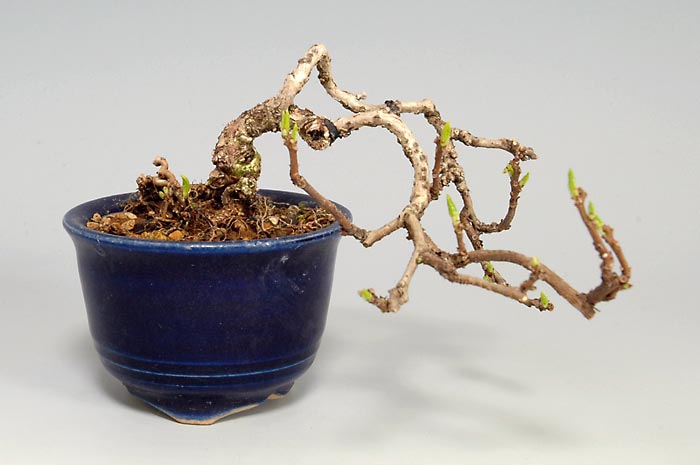 イワウメヅルA-1（岩梅蔓盆栽）Celastrus orbiculatus bonsaiイワウメヅルA-1（岩梅蔓盆栽）