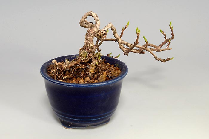 盆栽・イワウメヅルA-1（いわうめづる・岩梅蔓）実もの盆栽を左側から見た景色・Celastrus orbiculatus bonsai