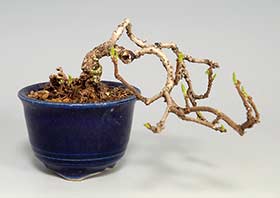 盆栽・イワウメヅルA（いわうめづる・岩梅蔓）実もの盆栽の成長記録-1・Celastrus orbiculatus bonsai