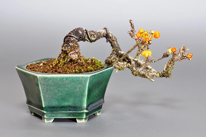 イワウメヅルA-2（いわうめづる・岩梅蔓）実もの盆栽の販売と育て方・作り方・Celastrus orbiculatus bonsai