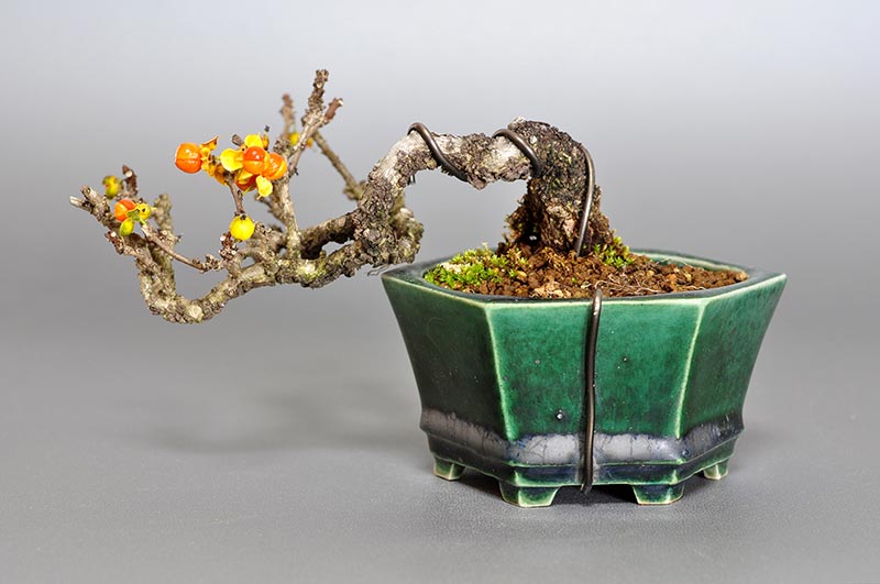 盆栽・イワウメヅルA-2（いわうめづる・岩梅蔓）実もの盆栽を裏側から見た景色・Celastrus orbiculatus bonsai