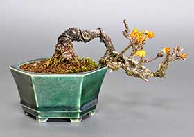 盆栽・イワウメヅルA（いわうめづる・岩梅蔓）実もの盆栽の成長記録-2・Celastrus orbiculatus bonsai