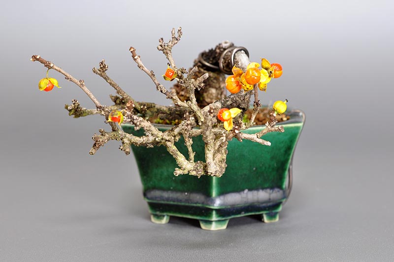 盆栽・イワウメヅルA-2（いわうめづる・岩梅蔓）実もの盆栽を右側から見た景色・Celastrus orbiculatus bonsai