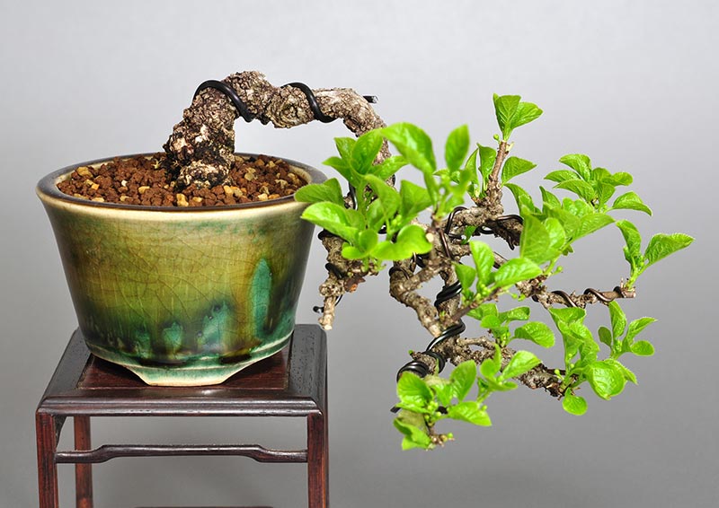 イワウメヅル盆栽（いわうめづる・岩梅蔓）ミニ盆栽の今と過去の成長記録と育て方・手入れ・剪定・植え替え・Celastrus flagellaris bonsai photo