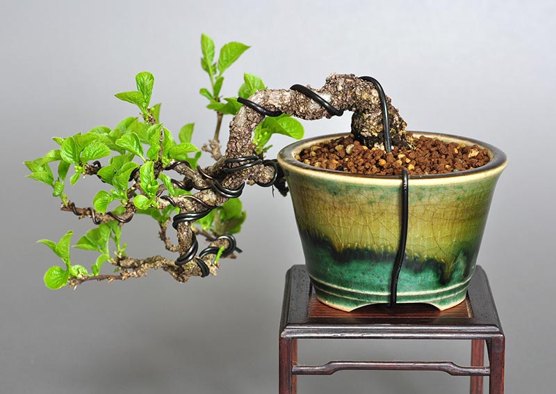 盆栽・イワウメヅルA（いわうめづる・岩梅蔓）実もの盆栽を裏側から見た景色・Celastrus orbiculatus bonsai
