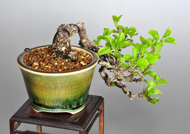 盆栽・イワウメヅルA（いわうめづる・岩梅蔓）実もの盆栽を左側から見た景色・Celastrus orbiculatus bonsai