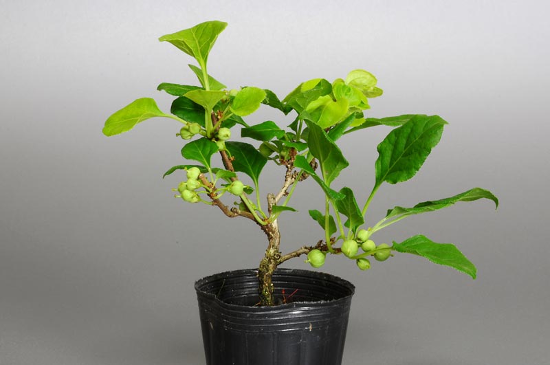 イワウメヅルB（いわうめづる・岩梅蔓）実もの盆栽の販売と育て方・作り方・Celastrus orbiculatus bonsai
