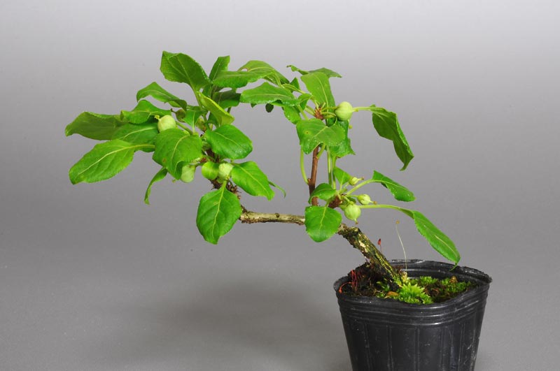 イワウメヅルC（いわうめづる・岩梅蔓）実もの盆栽の販売と育て方・作り方・Celastrus orbiculatus bonsai