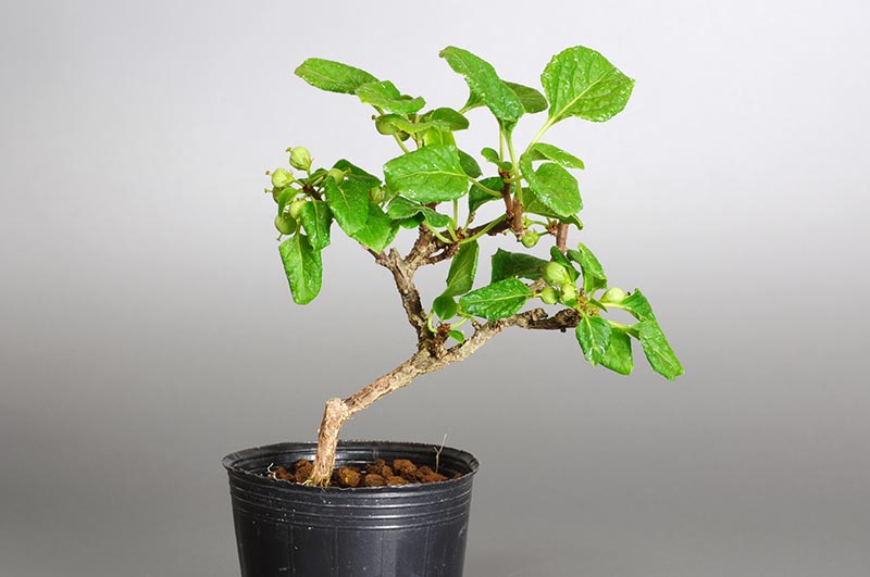 イワウメヅルD（いわうめづる・岩梅蔓）実もの盆栽の販売と育て方・作り方・Celastrus orbiculatus bonsai
