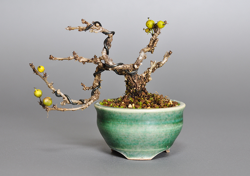 イワウメヅルE（いわうめづる・岩梅蔓）実もの盆栽の販売と育て方・作り方・Celastrus orbiculatus bonsai