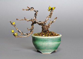 イワウメヅル-E（いわうめづる・岩梅蔓）盆栽の樹作りの参考樹形・Celastrus flagellaris Best bonsai
